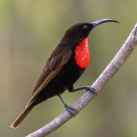 Scarlet-chested Sunbird